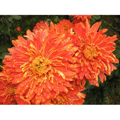 ОСЕННИЙ МОТИВ