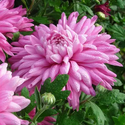 СОЛНЕЧНАЯ БАШКИРИЯ