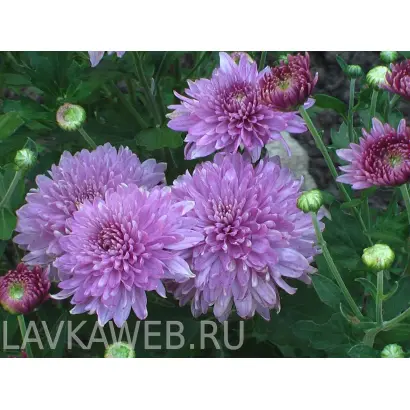 СИРЕНЕВОЕ ЧУДО