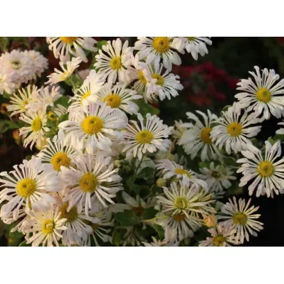 КРУЖЕВНИЦА