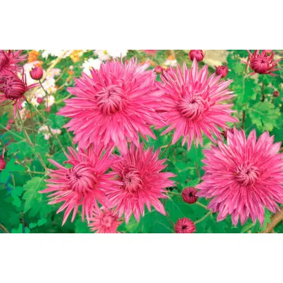 ВАЛЕНТИНА БУГОРКОВА