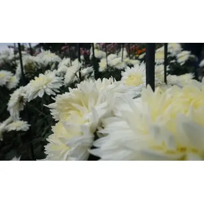 АНТОН ЧЕХОВ