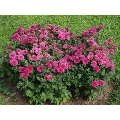 ХАДИЯ ДАВЛЕТШИНА