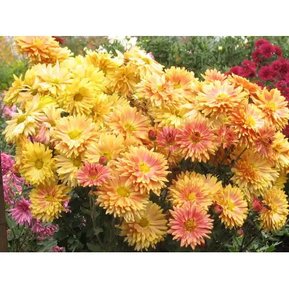 ВИВАТ БОТАНИКУ