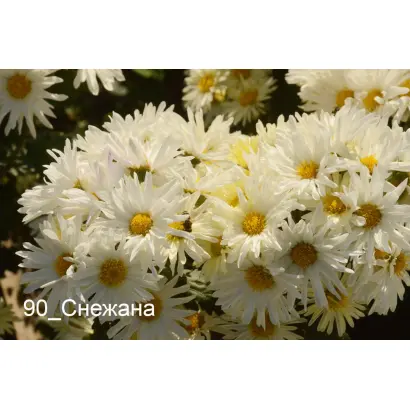 СНЕЖАНА