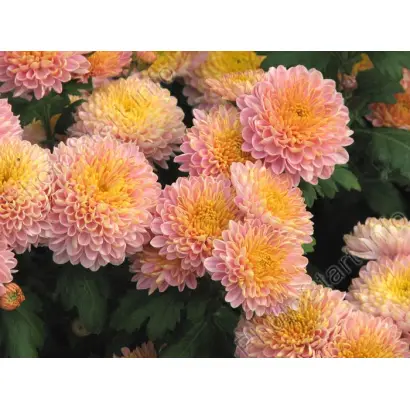 ОСЕННИЕ ГРЕЗЫ