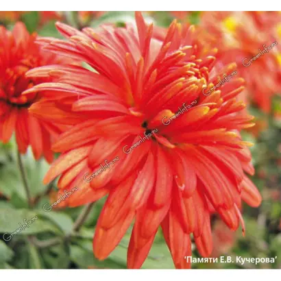 ПАМЯТИ Е.В.КУЧЕРОВА
