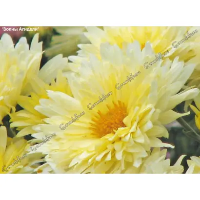 ПРОФЕССОР Л.М.АБРАМОВА