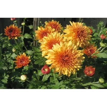 КОСТЕР ДЕРСУ