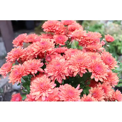 ВОЛШЕБНИЦА