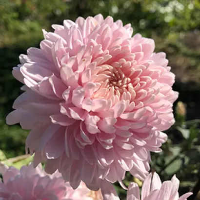 РОЗОВЫЙ ФЛАМИНГО