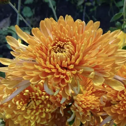 ПОЛЕТ ШМЕЛЯ