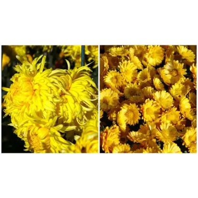 ЗОЛОТОЙ РОЙ