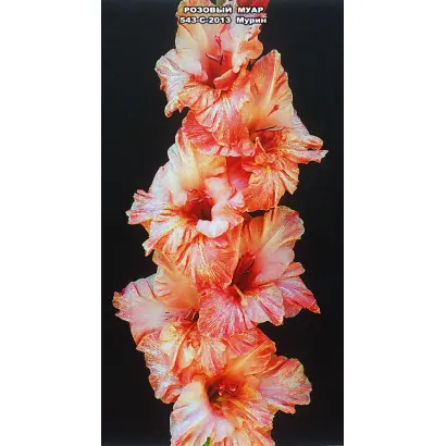 РОЗОВЫЙ МУАР