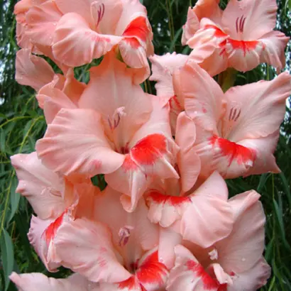 УЛЫБКА ГАГАРИНА