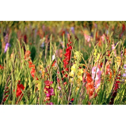 ПРОФЕССОР АЛЕКСАНДР ГЕНКЕЛЬ