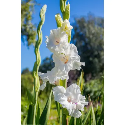 ПЕРМСКИЙ СУВЕНИР