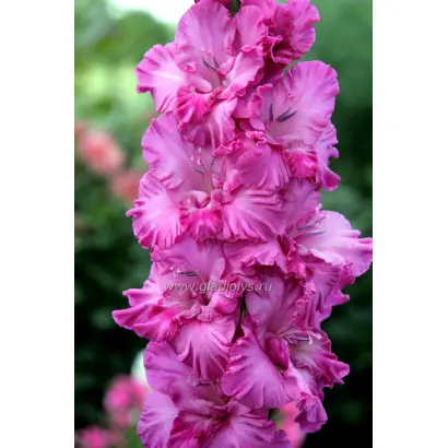 СИРЕНЕВЫЙ ВЕЧЕР