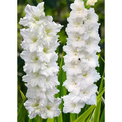 ДМИТРИЙ СОЛУНСКИЙ