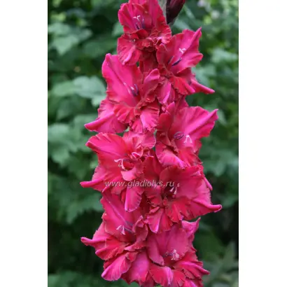 ВСТРЕЧА С ПРЕКРАСНЫМ