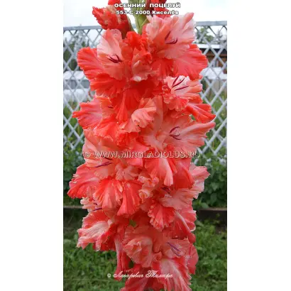 ОСЕННИЙ ПОЦЕЛУЙ