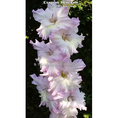 СТАРЫЙ НЕВСКИЙ