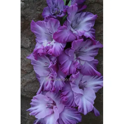 СИРЕНЕВАЯ ДАЛЬ