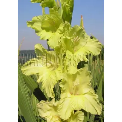 ЭМЕРАЛЬД РИППЛ