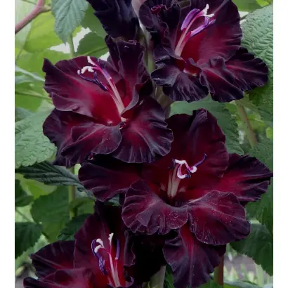 ЭБОНИ БЬЮТИ