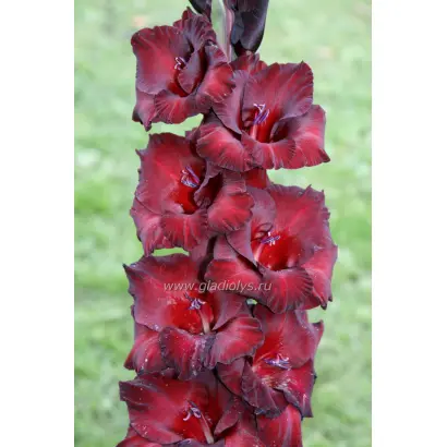 ЧЕРНЫЙ БАРХАТ