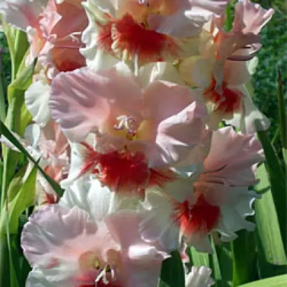 РУМЯНЫЕ ЩЕЧКИ