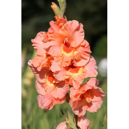 НИЖНИЙ НОВГОРОД