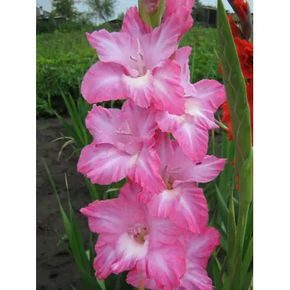 ДОЧЬ НАСТАСЬИ