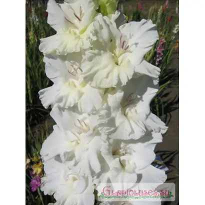 ТОПОЛИНЫЙ ПУХ