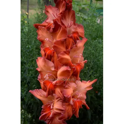 КАРЕГЛАЗКА