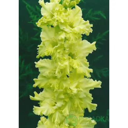 ЛУЧИСТАЯ ЗЕЛЕНЬ