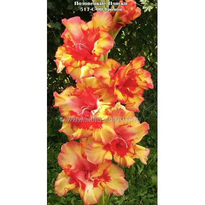 ПОЛОВЕЦКИЕ ПЛЯСКИ