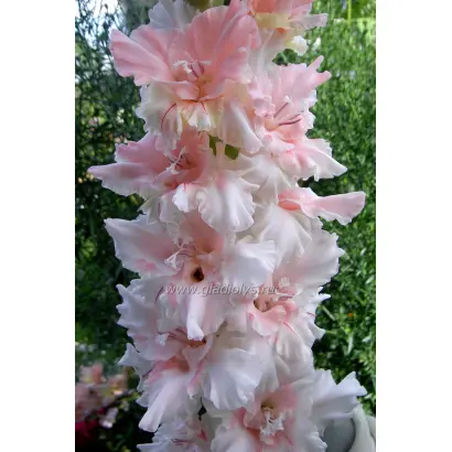 СЮЗЕН СОРОС