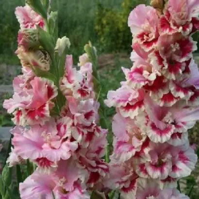 ДЖОРДЖ СОРОС