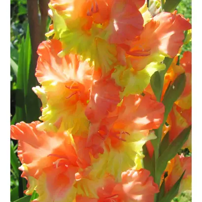 СОЛО КАНАРЕЙКИ