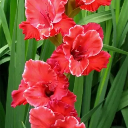 СЕРЕБРЯНЫЙ МИРАЖ