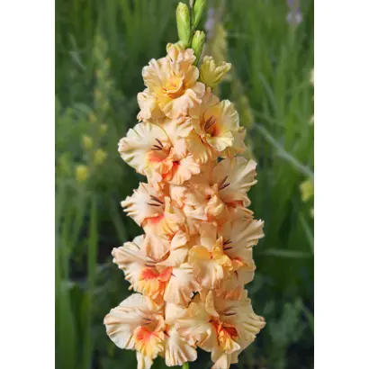 МАЙЯ ПЛИСЕЦКАЯ