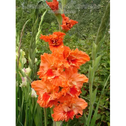 МАРИНА ЦВЕТАЕВА