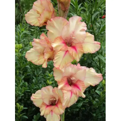 КОРОЛЕВА ЕЛИЗАВЕТА II