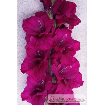 ПУРПУРНЫЙ ГРАНД ПАВАРОТТИ