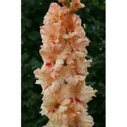 СОКОЛЬНИКИ