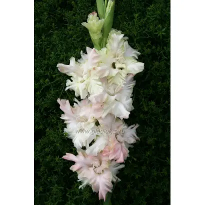 РОСА В ИЗУМРУДЕ