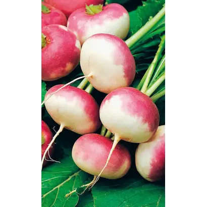 РОЗОВЫЙ МЁД