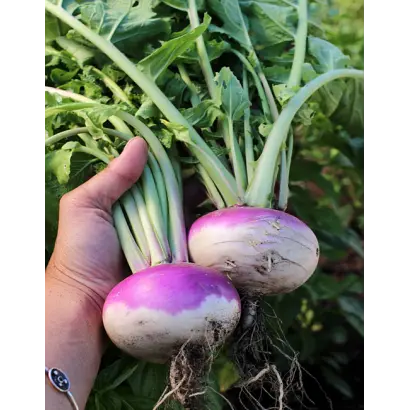 ПУРПУРНАЯ С БЕЛЫМ КОНЧИКОМ