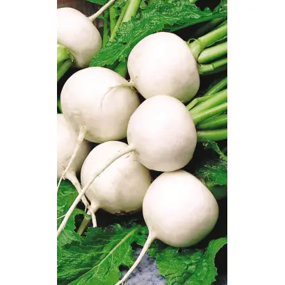 СНЕГУРОЧКА